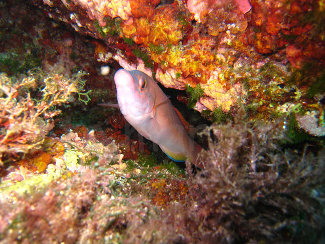 Qualche pesce da Portofino